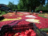 Piękne i pachnące kwiatowe dywany w Bydgoszczy