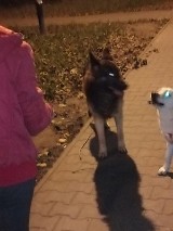 Poszukiwany właściciel psa! Kundel kręci się po warszawskiej Woli 