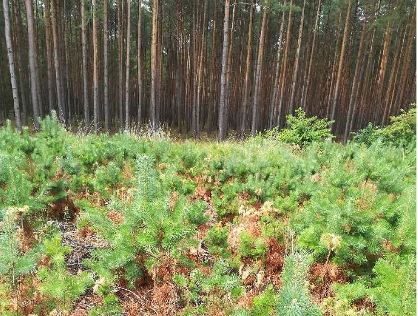 Warunki atmosferyczne panujące w tym roku sprzyjają...