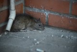 Plaga szczurów w Libiążu. Gryzonie opanowały altanki na odpady. Ludzie boją się wyrzucać śmieci. Nie ma na nie sposobu 
