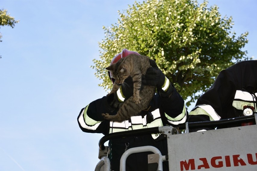 Legniccy strażacy uratowali kotkę, trzy dni spędziła na drzewie [ZDJĘCIA]