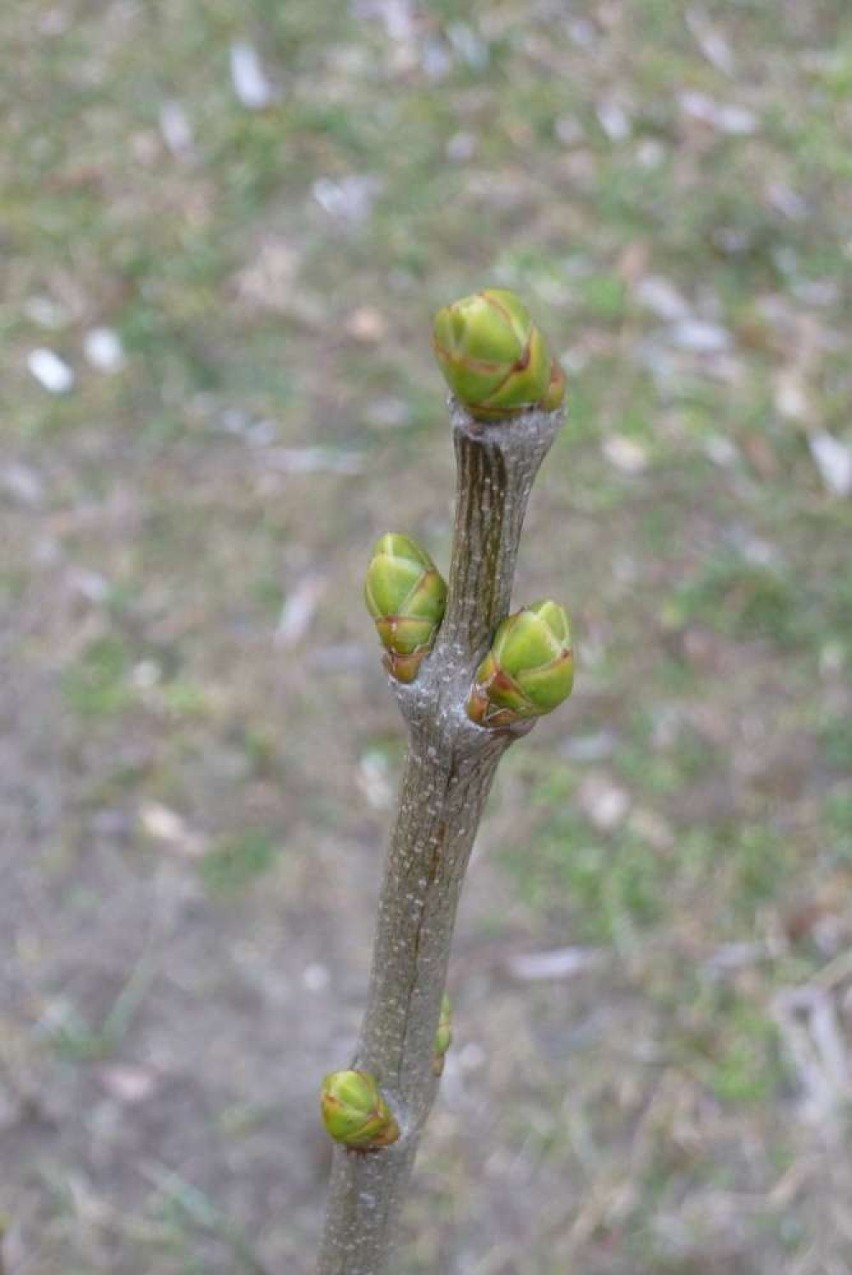 Wiosna w Chodzieży: Kwitną przebiśniegi, widać pierwsze pąki...