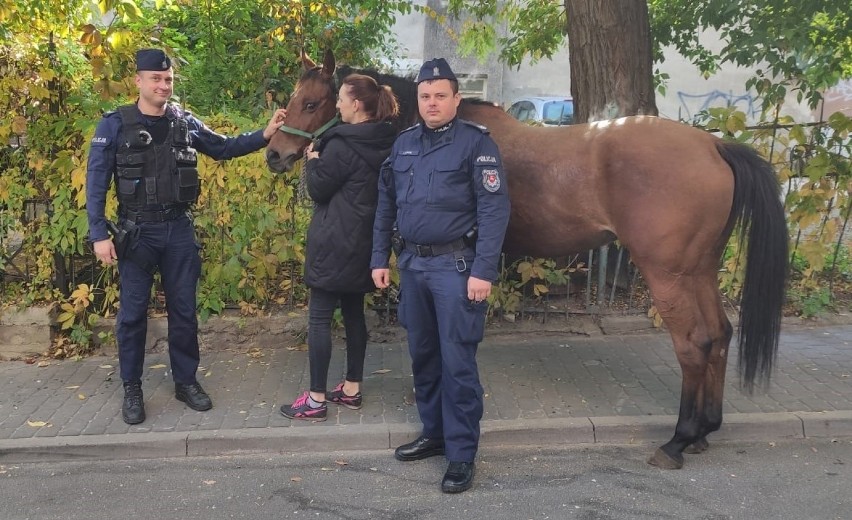 Niecodzienny widok w centrum Lublina. Ulicami miasta galopował koń. Schwytali go policjanci