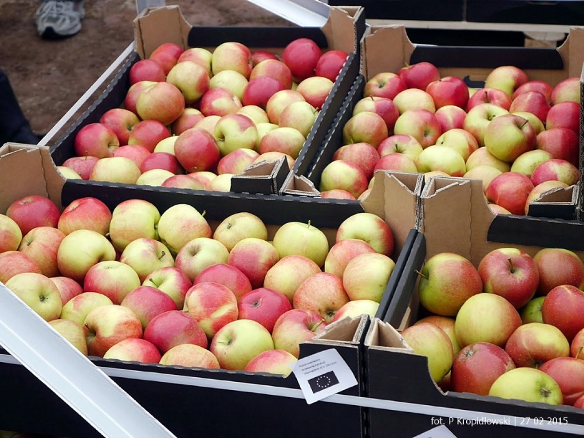 W Połchowie rozdali 20 ton jabłek