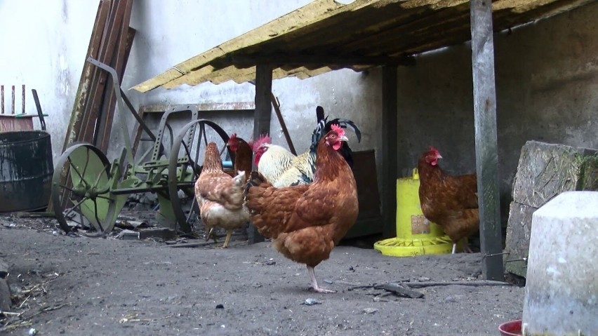 Właściciele ptactwa zobowiązani są trzymać zwierzęta w...