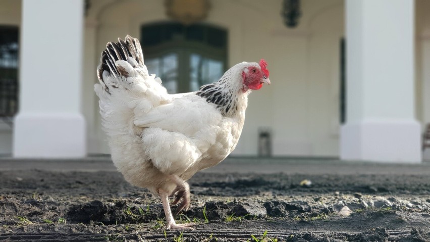 Właściciele ptactwa zobowiązani są trzymać zwierzęta w...