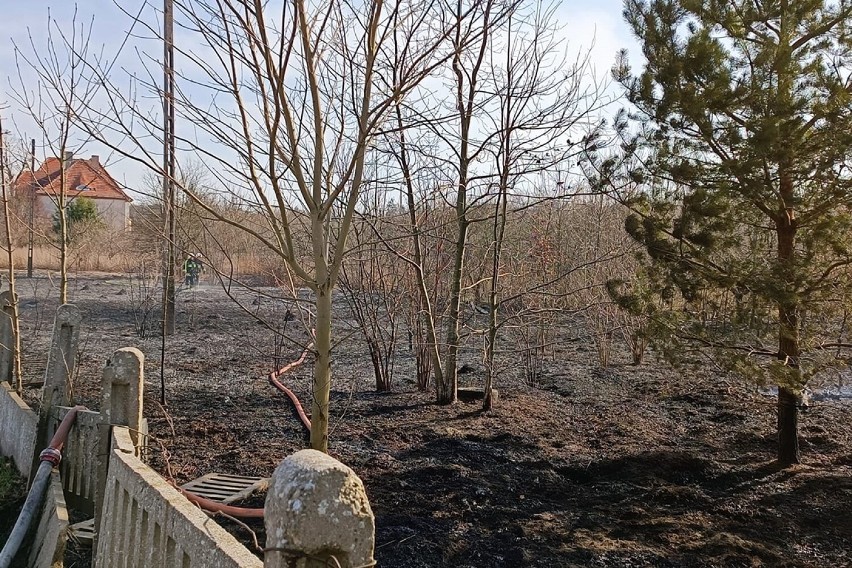 Pożar trawy w Kalmuzach (gm. Gardeja) gasiły jednostki z...