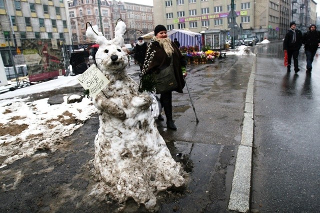 Zająć ze śniegu na rynku w Katowicach
