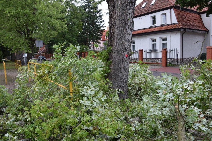 Wycinka drzew na ulicy Jasnej w Szczecinku. Ich stan był fatalny [zdjęcia]