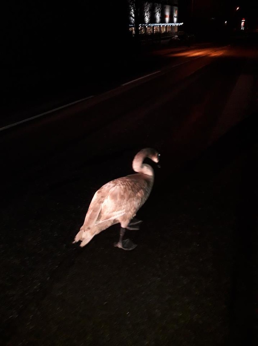 Zabłąkany ŁABĘDŹ w eskorcie policji na drodze wojewódzkiej...