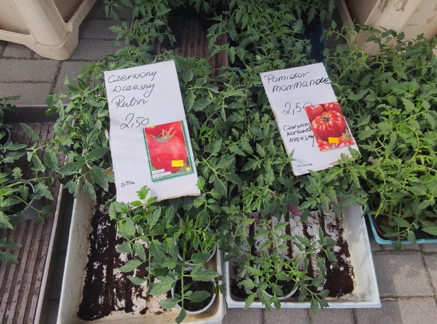 Sadzonki kwiatów i warzyw idealne na balkon - zdjęcia i ceny