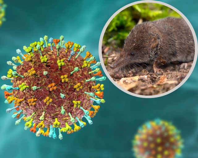 Wirus LayV jest podobny do wirusa Hendra (na ilustracji) i jest przenoszony m.in. przez gryzonie należące do ryjówek