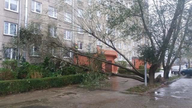 Cyklon Grzegorz. Zdjęcia wykonane przy ul. Fortecznej w Wałbrzychu. Powalone przez wichurę drzewo, oparło się o okna budynku. Za zdjęcia dziękujemy Oli Budzińskiej, mieszkance Piechowic w powiecie jeleniogórskim.