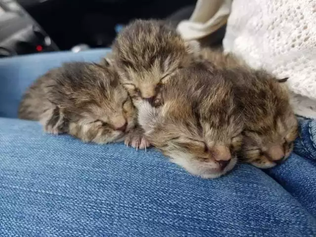 Kotki zostały uratowane w ostatniej chwili.