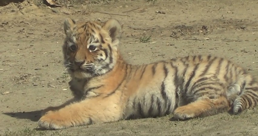 Krakowskie zoo zaprasza podczas majówki tak jak co dzień, w...