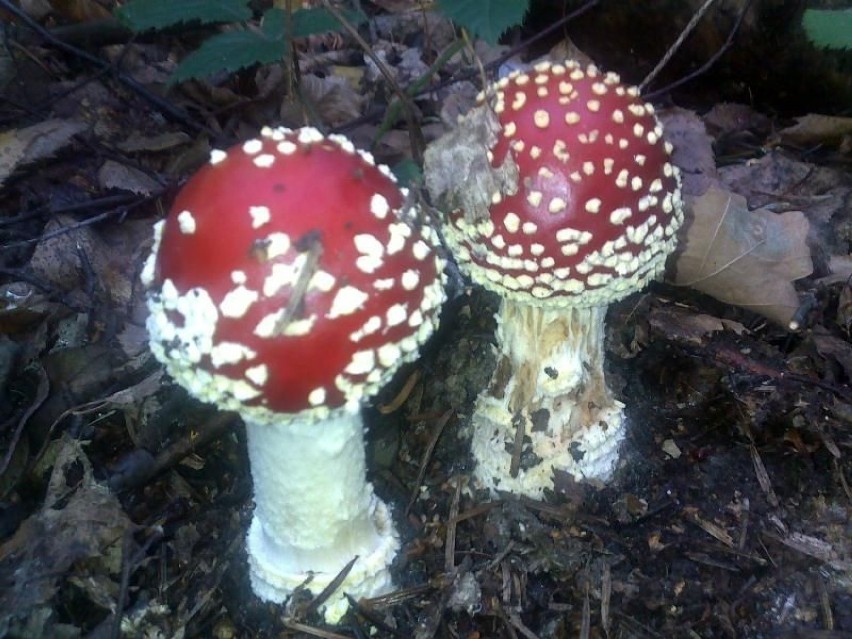 Jeden z najlepiej znanych grzybów świata - muchomor...