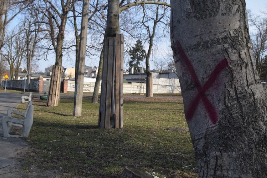 Miasto wstrzymało wycinkę drzew w Parku Piastowskim