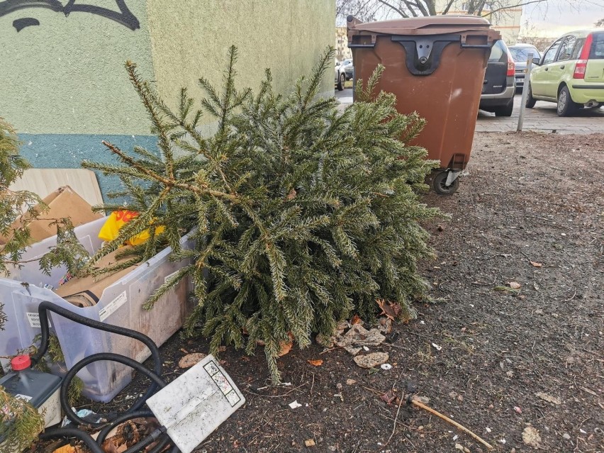 Choinki po świętach najczęściej trafiają na śmietnik, a...