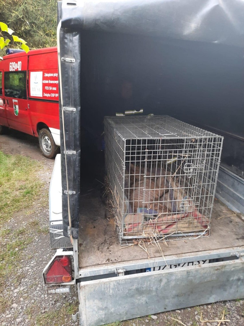 [AKTUALIZACJA] Wilk, transportowany przez strażaków z OSP Studniska, został uśpiony. Stan jego zdrowia był fatalny 