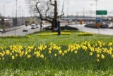 Pogoda w Szczecinie i regionie. Jak długo będzie jeszcze ciepło? Podpowiadamy, kiedy warto zaplanować urlop