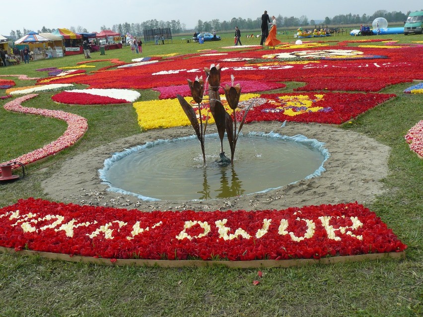 Żuławski Tulipan 2012. Święto kwiatów z Euro 2012. Zdjęcia