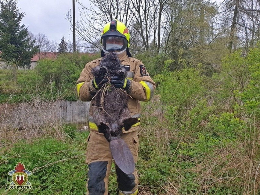 Ratowanie bobra przez strażaków z OSP Byczyna