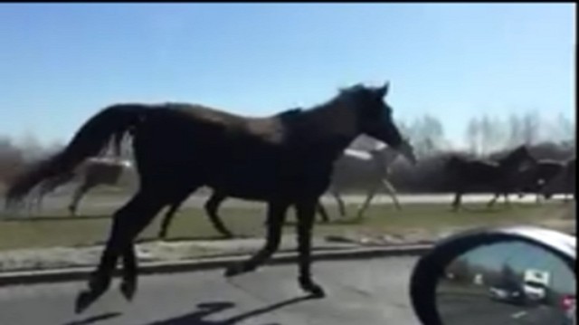 Spłoszone konie biegały po Wilanowie [WIDEO]