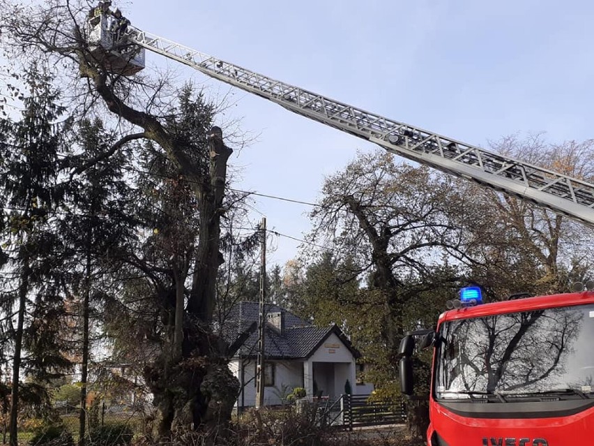 Potrzebni byli strażacy. Drzewo, pożar i śmigła wiatraka