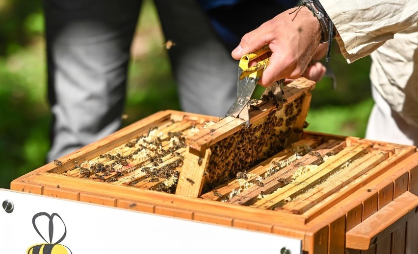 Gdańsk. W mieście zamieszkały kolejne pszczoły miododajne. Znajdziemy je w Parku Reagana i na kampusie Uniwersytetu Gdańskiego