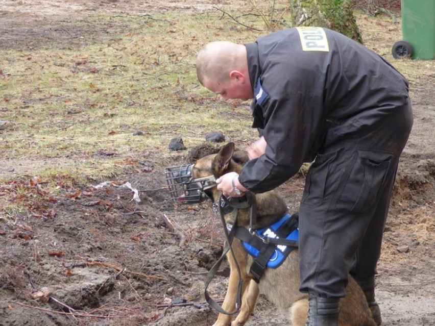 Pies z lęborskiej komendy odnalzał zaginionego człowieka