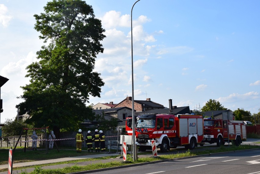 Osy, pszczoły i szerszenie. Strażacy nie wyjeżdżają do akcji związanych z owadami błonkoskrzydłymi już tak często jak kiedyś 