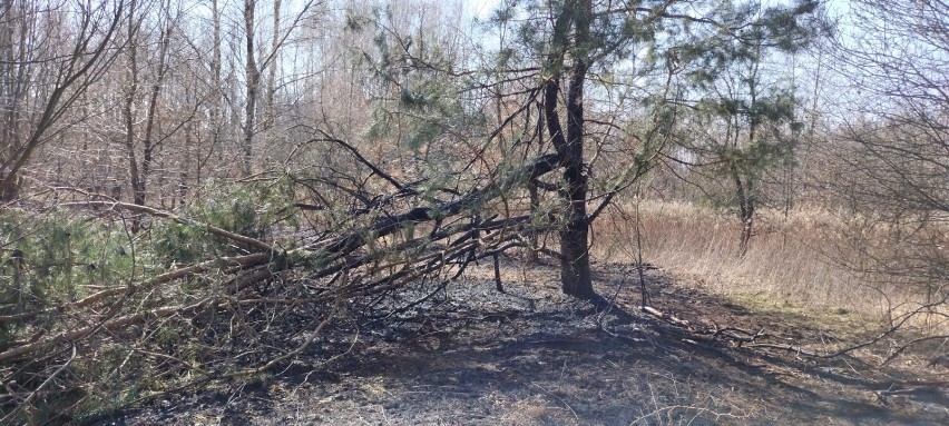 W Odporyszowie ogień strawił częściowo las, ale strażakom...
