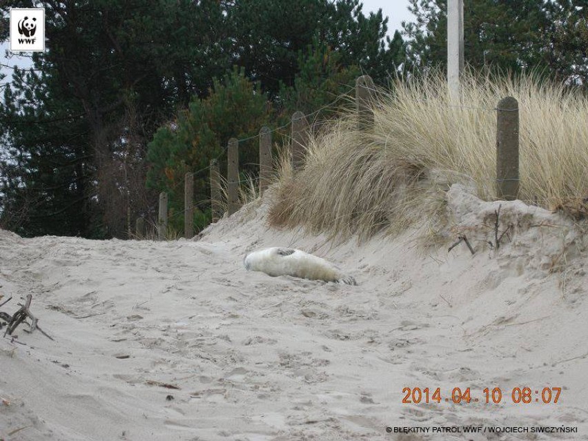 Mała foka znaleziona na plaży w Łebie