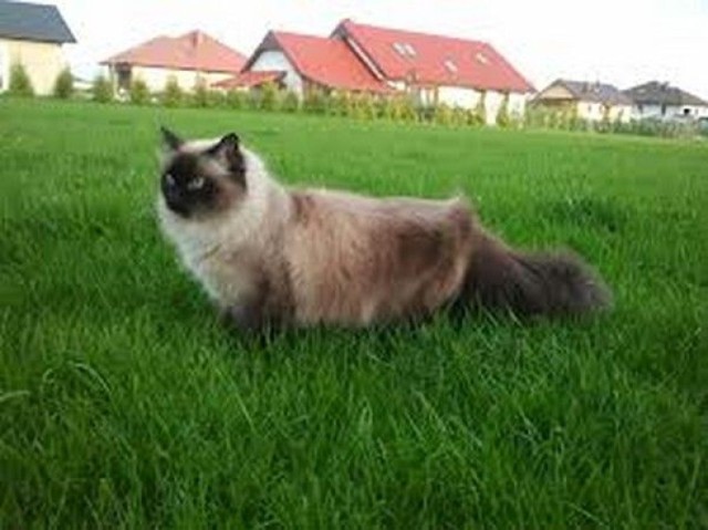 Na osiedlu Kochanowskiego w Kielcach zaginął kot.