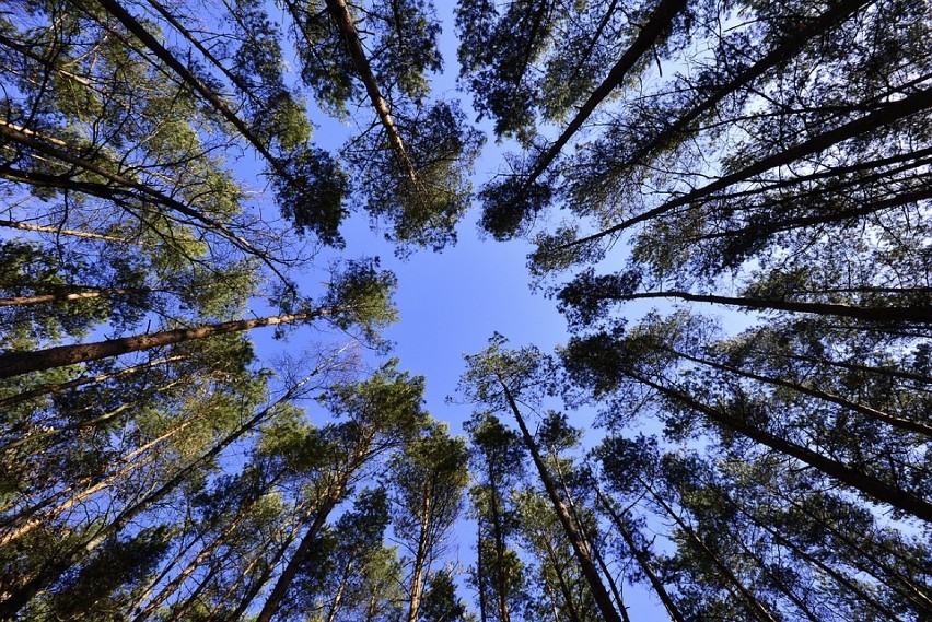 Wielu spacerowiczów z psami spotkamy też w Lesie Lindego....