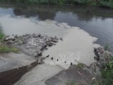 Ścieki spływają do Cybiny! Kto zanieczyszcza rzekę? [ZDJĘCIA]