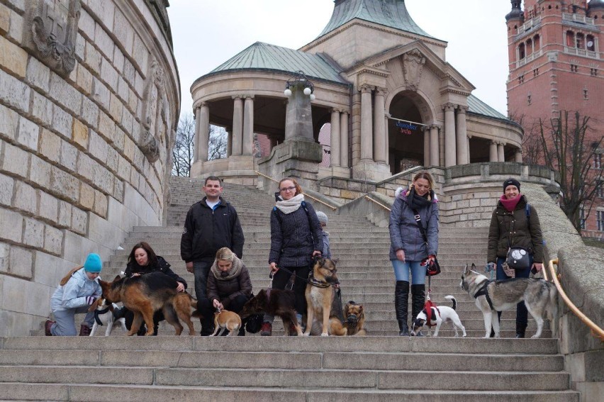Alternatywne spacery z psami w Szczecinie