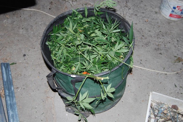 Uprawa marihuany w Stępnicy