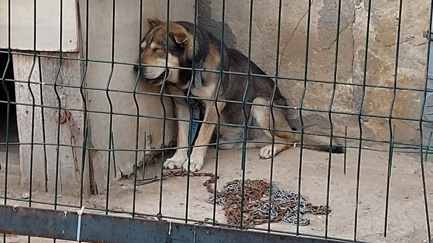 Gmina Twardogóra. Szok! Zaniedbany i wychudzony pies z Goszcza odebrany właścicielom 