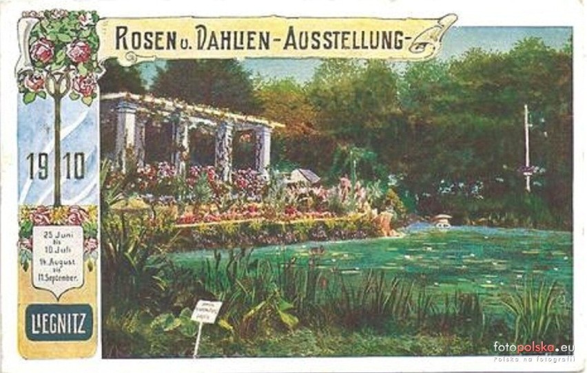 Wystawa róż i dalii w 1910 roku w Legnicy
