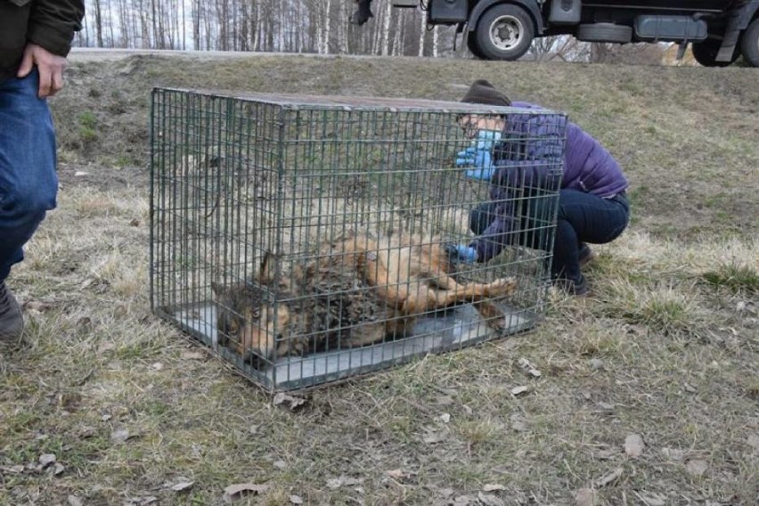 Ranny wilk został znaleziony w przepuście pod DK 94 w...