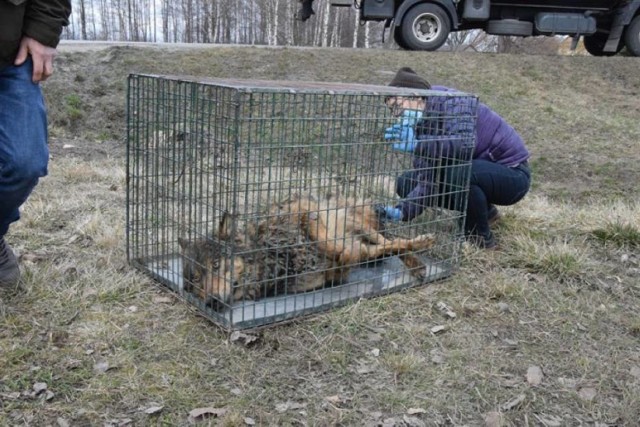 Ranny wilk został znaleziony w przepuście pod DK 94 w Machowej między Tarnowem i Pilznem