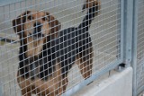 Psy i koty ze schroniska w Koszalinie czekają na adopcję [ZOBACZ ZDJĘCIA]