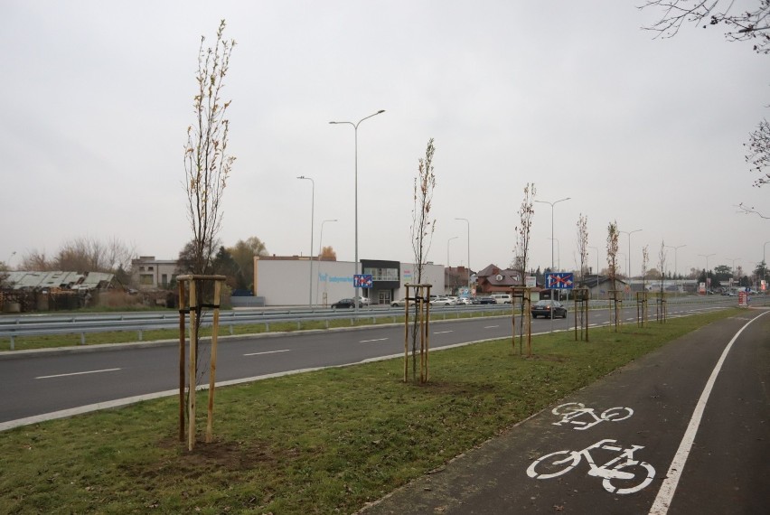 Zasadzili nowe drzewa przy Alei Wojska Polskiego w Radomiu. Zobacz zdjęcia