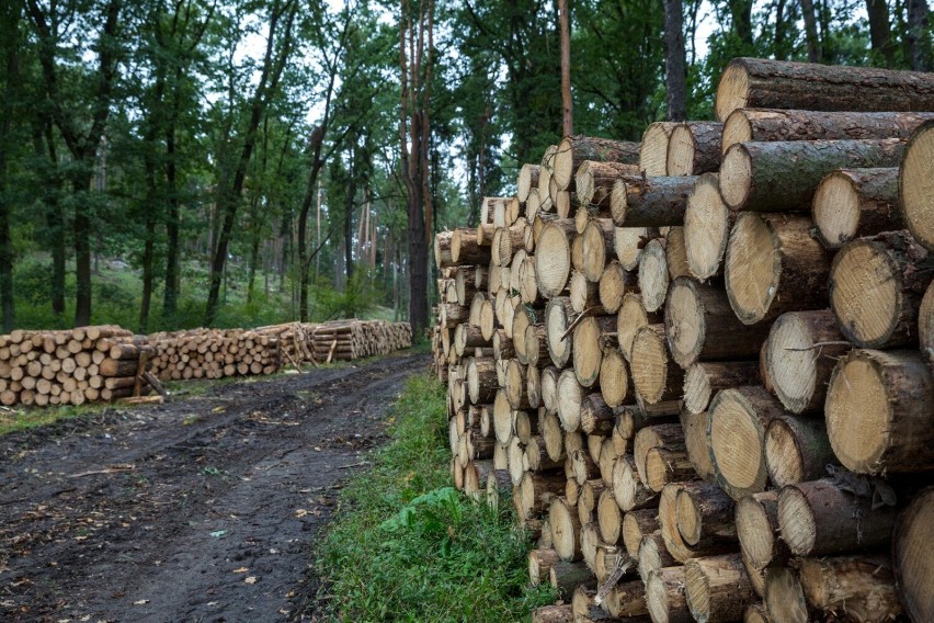 Drewno opałowe może być sposobem na oszczędności ogrzewania...