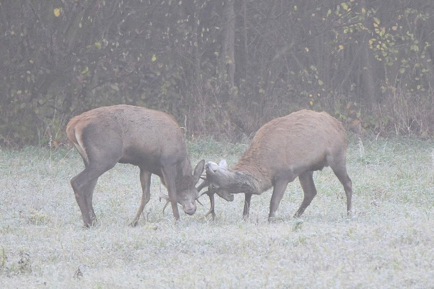 Dźwięk uderzających poroży brzmiał jak jedna z piękniejszych...