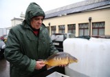 Karpie w Piotrkowie. Straż rybacka i policja kontrolują targowiska