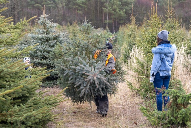 Tak wygląda sprzedaż choinek w nadleśnictwach Lutówko i Runowo