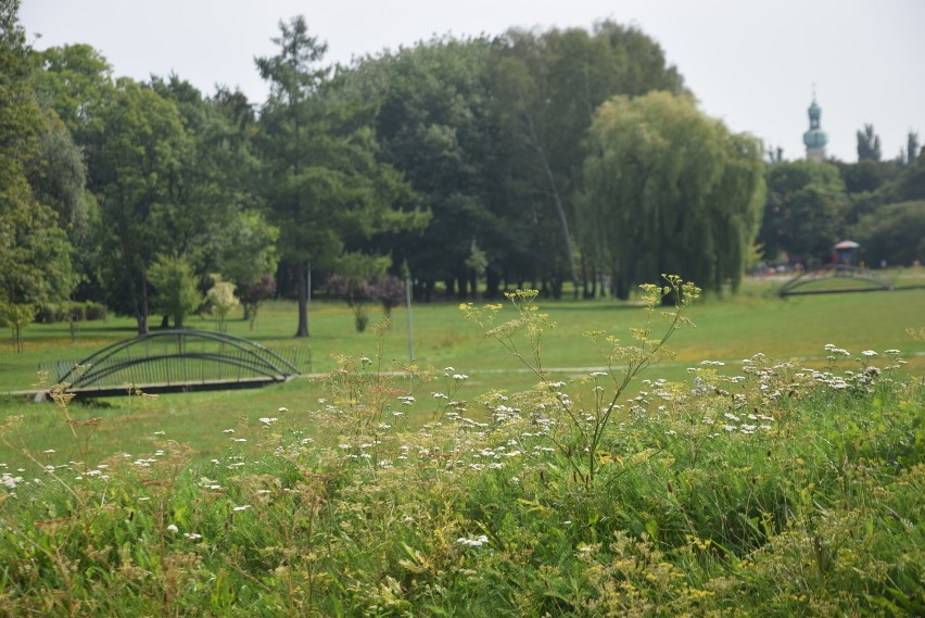 Park Górniczy w Tychach: Przestrzeń, natura, plac zabaw ZDJĘCIA