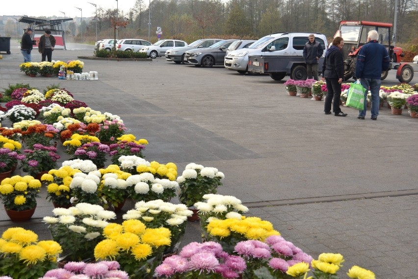 Na Wszystkich Świętych 2022 w Lipnie wybór chryzantem jest ogromny. Ceny kwiatów umiarkowane